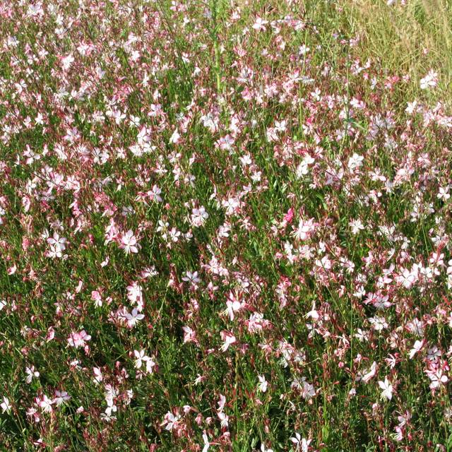 Gaura lindheimeri 'Rosyjane' (Marie-Elise LIENNARD)